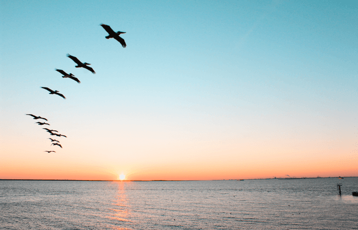 Pelicans flying over the sea
