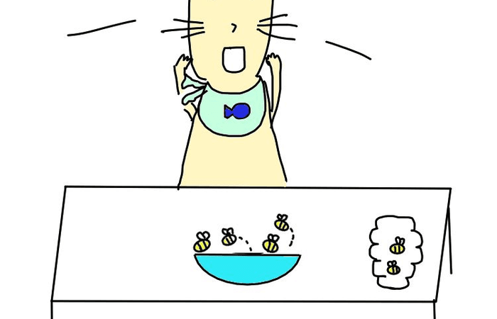 A cat upset that bees are in its bowl
